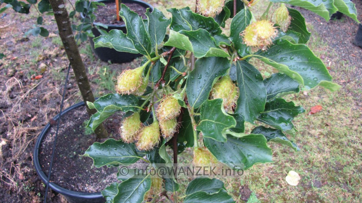 Fagus sylvatica Tortuosa (Suentelensis) - Bucheckern.JPG